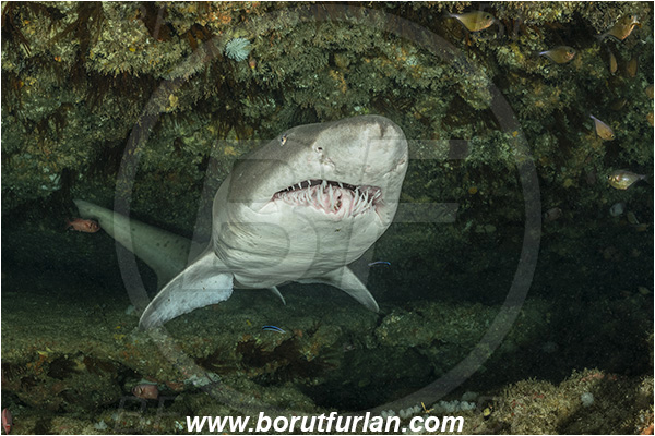 Aliwal shoal, Umkomaas, South Africa, Indian ocean, Carcharias taurus, Carcharias, Odontaspididae, Elasmobranchii, Sand tiger shark, Spotted ragged-tooth shark, Shark, Fish, Cave, Portrait, Reef