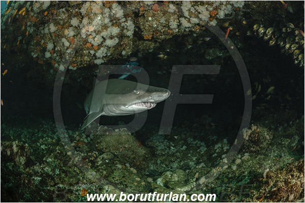 Aliwal shoal, Umkomaas, South Africa, Indian ocean, Carcharias taurus, Carcharias, Odontaspididae, Elasmobranchii, Sand tiger shark, Spotted ragged-tooth shark, Shark, Fish, Portrait, Cave, Reef