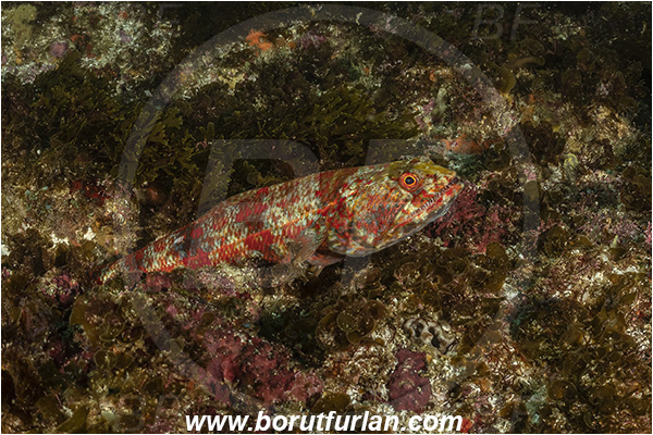 Aliwal shoal, Umkomaas, South Africa, Indian ocean, Synodus doaki, Synodus, Synodontidae, Arrowtooth lizardfish, Lizardfish, Fish