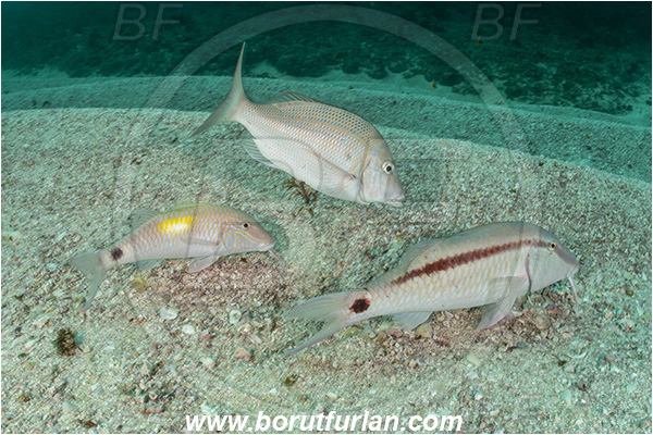 Aliwal shoal, Umkomaas, South Africa, Indian ocean, Parupeneus macronemus, Parupeneus indicus, Parupeneus, Mullidae, Long Barbel Goatfish, Indian goatfish, Goatfish, Fish, Sand, Lethrinus nebulosus, Lethrinus, Lethrinidae, Spangled emperor, Emperor