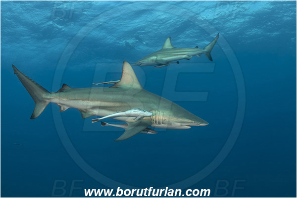 Aliwal shoal, Umkomaas, South Africa, Indian ocean, Carcharhinus limbatus, Carcharhinus, Carcharhinidae, Elasmobranchii, Oceanic blacktip shark, Shark, Echeneis naucrates, Echeneidae, Slender Suckerfish, Suckerfish, Fish