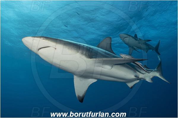 Aliwal shoal, Umkomaas, South Africa, Indian ocean, Carcharhinus limbatus, Carcharhinus, Carcharhinidae, Elasmobranchii, Oceanic blacktip shark, Shark, Fish