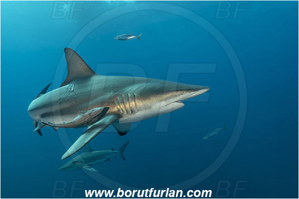 Aliwal shoal, Umkomaas, South Africa, Indian ocean, Carcharhinus limbatus, Carcharhinus, Carcharhinidae, Elasmobranchii, Oceanic blacktip shark, Shark, Echeneis naucrates, Echeneidae, Slender Suckerfish, Suckerfish, Fish
