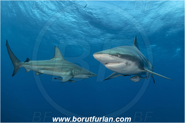 Aliwal shoal, Umkomaas, South Africa, Indian ocean, Carcharhinus limbatus, Carcharhinus, Carcharhinidae, Elasmobranchii, Oceanic blacktip shark, Shark, Fish