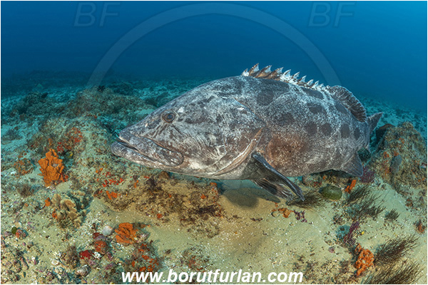 Aliwal shoal, Umkomaas, South Africa, Indian ocean, Epinephelus tukula, Epinephelus, Serranidae, Potato grouper, Grouper, Fish