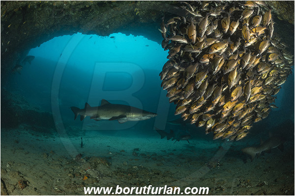 Aliwal shoal, Umkomaas, South Africa, Indian ocean, Carcharias taurus, Carcharias, Odontaspididae, Elasmobranchii, Sand tiger shark, Spotted ragged-tooth shark, Shark, Pomadasys striatus, Pomadasys, Haemulidae, Striped grunter, Grunter, Fish, Fish school, Reef, Cave
