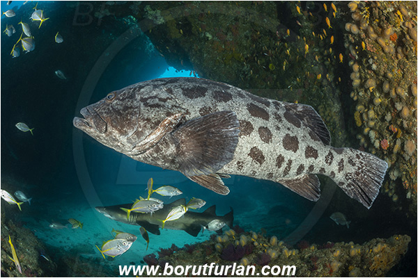 Aliwal shoal, Umkomaas, South Africa, Indian ocean, Epinephelus tukula, Epinephelus, Serranidae, Potato grouper, Grouper, Fish, Reef, Overhang, Cave