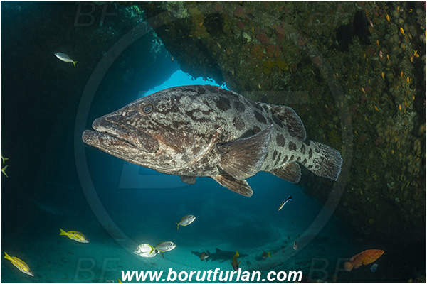 Aliwal shoal, Umkomaas, South Africa, Indian ocean, Epinephelus tukula, Epinephelus, Serranidae, Potato grouper, Grouper, Fish, Reef, Overhang, Cave