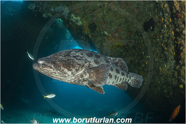 Aliwal shoal, Umkomaas, South Africa, Indian ocean, Epinephelus tukula, Epinephelus, Serranidae, Potato grouper, Grouper, Fish, Reef, Overhang, Cave