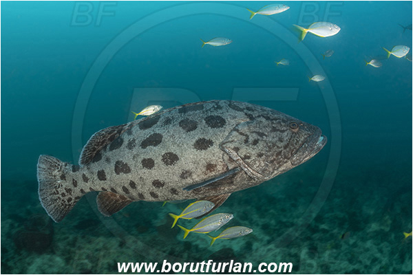 Aliwal shoal, Umkomaas, South Africa, Indian ocean, Epinephelus tukula, Epinephelus, Serranidae, Potato grouper, Grouper, Fish