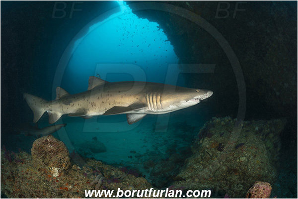 Aliwal shoal, Umkomaas, South Africa, Indian ocean, Carcharias taurus, Carcharias, Odontaspididae, Elasmobranchii, Sand tiger shark, Spotted ragged-tooth shark, Shark, Fish, Reef, Cave