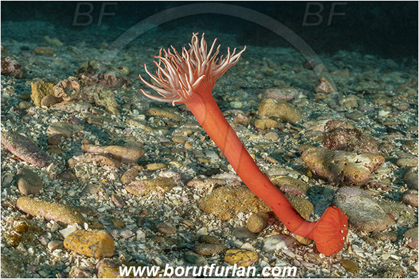 Aliwal shoal, Umkomaas, South Africa, Indian ocean, Anemone, Anthozoa, Cnidaria, Cnidarian, Korsaranthus natalensis, Korsaranthus, Actiniidae, Spinnaker anemone, Candy-striped anemone, Swimming