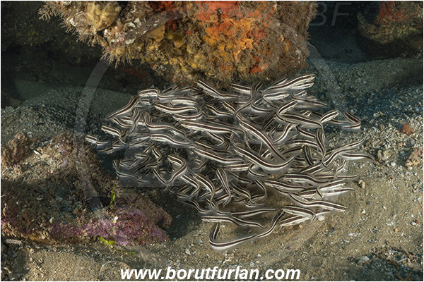 Umkomaas, South Africa, Indian ocean, Wreck Produce, Wreck, Galeichthys trowi, Galeichthys, Ariidae, White berbel, Natal catfish, Catfish, Fish, Fish school