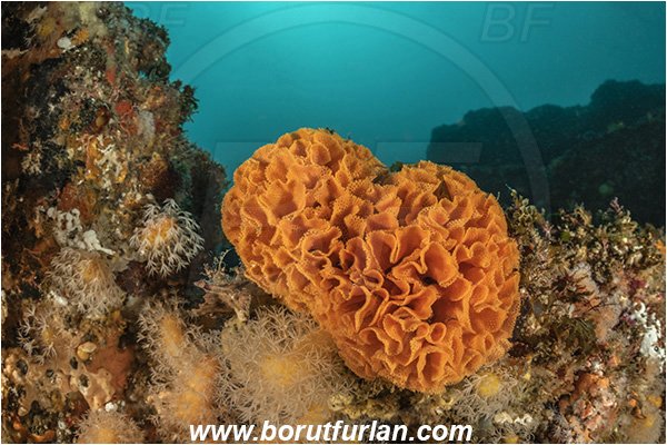 Aliwal shoal, Umkomaas, South Africa, Indian ocean, Schizoretepora tessellata, Schizoretepora, Phidoloporidae, Bryozoa, Lacy Bryozoan, Lacy false coral, Bryozoan, Reef