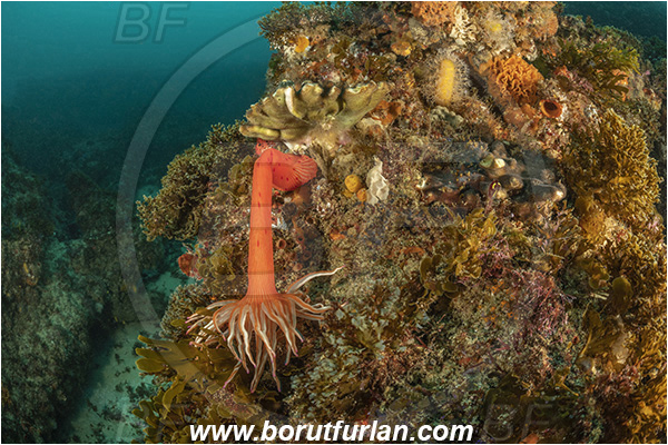 Aliwal shoal, Umkomaas, South Africa, Indian ocean, Anemone, Anthozoa, Cnidaria, Cnidarian, Korsaranthus natalensis, Korsaranthus, Actiniidae, Spinnaker anemone, Candy-striped anemone, Reef