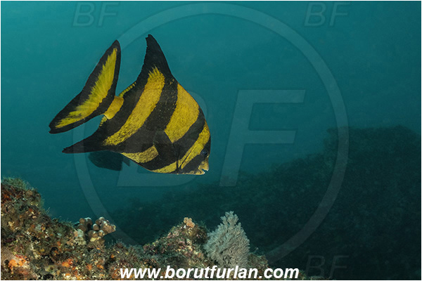 Aliwal shoal, Umkomaas, South Africa, Indian ocean, Oplegnathus robinsoni, Oplegnathus, Oplegnathidae, Natal knifejaw, Knifejaw, Fish, Juvenile