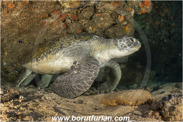 Aliwal shoal, Umkomaas, South Africa, Indian Ocean, Chelonia mydas, Cheloniidae, Reptilia, Reptilian, Green Sea Turtle, Turtle, Reef, Cave