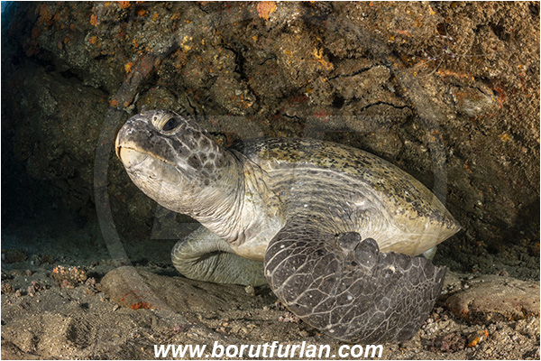 Aliwal shoal, Umkomaas, South Africa, Indian Ocean, Chelonia mydas, Cheloniidae, Reptilia, Reptilian, Green Sea Turtle, Turtle, Reef, Cave