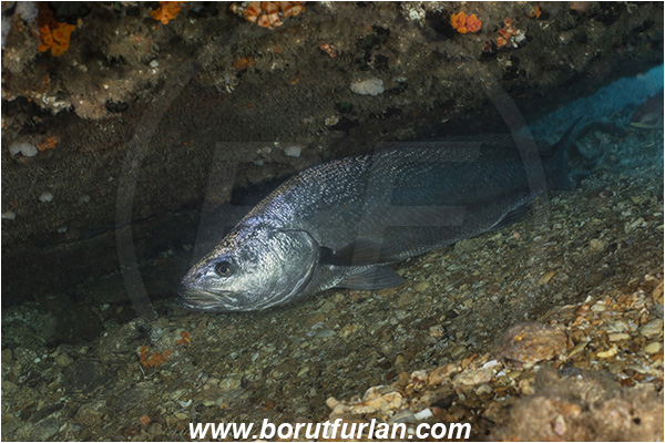 Wreck Producel, Wreck, Umkomaas, South Africa, Indian ocean, Argyrosomus thorpei, Argyrosomus, Sciaenidae, Squaretail kob, Drum, Fish