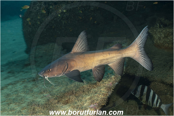 Umkomaas, South Africa, Indian ocean, Wreck Produce, Wreck, Galeichthys trowi, Galeichthys, Ariidae, White berbel, Natal catfish, Catfish, Fish