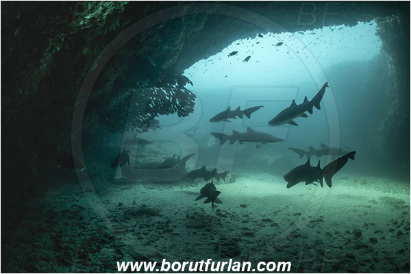 Aliwal shoal, Umkomaas, South Africa, Indian ocean, Carcharias taurus, Carcharias, Odontaspididae, Elasmobranchii, Sand tiger shark, Spotted ragged-tooth shark, Shark, Fish, Reef, Cave, Portrait
