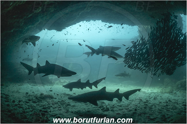 Aliwal shoal, Umkomaas, South Africa, Indian ocean, Carcharias taurus, Carcharias, Odontaspididae, Elasmobranchii, Sand tiger shark, Spotted ragged-tooth shark, Shark, Pomadasys striatus, Pomadasys, Haemulidae, Striped grunter, Grunter, Fish, Fish school, Reef, Cave