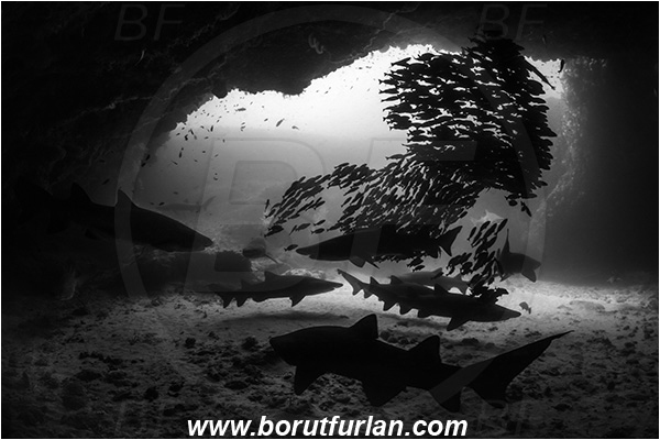 Aliwal shoal, Umkomaas, South Africa, Indian ocean, Carcharias taurus, Carcharias, Odontaspididae, Elasmobranchii, Sand tiger shark, Spotted ragged-tooth shark, Shark, Pomadasys striatus, Pomadasys, Haemulidae, Striped grunter, Grunter, Fish, Fish school, Reef, Cave, Black&white