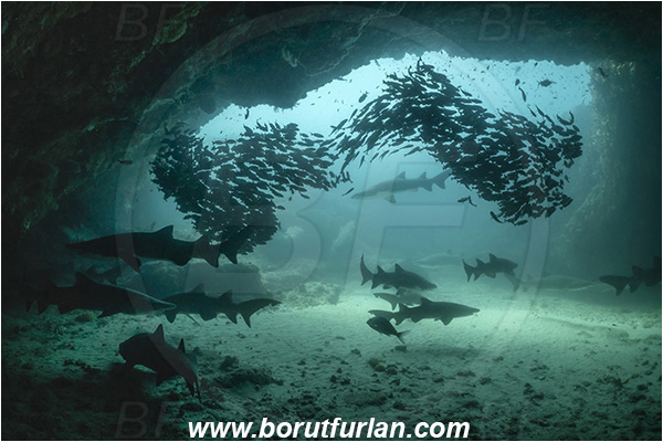 Aliwal shoal, Umkomaas, South Africa, Indian ocean, Carcharias taurus, Carcharias, Odontaspididae, Elasmobranchii, Sand tiger shark, Spotted ragged-tooth shark, Shark, Pomadasys striatus, Pomadasys, Haemulidae, Striped grunter, Grunter, Fish, Fish school, Reef, Cave
