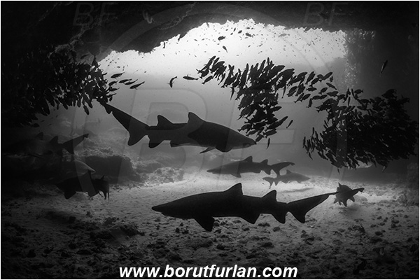 Aliwal shoal, Umkomaas, South Africa, Indian ocean, Carcharias taurus, Carcharias, Odontaspididae, Elasmobranchii, Sand tiger shark, Spotted ragged-tooth shark, Shark, Pomadasys striatus, Pomadasys, Haemulidae, Striped grunter, Grunter, Fish, Fish school, Reef, Cave, Black&white