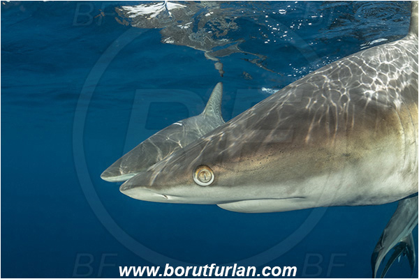 Aliwal shoal, Umkomaas, South Africa, Indian ocean, Carcharhinus limbatus, Carcharhinus, Carcharhinidae, Elasmobranchii, Oceanic blacktip shark, Shark, Fish, Portrait
