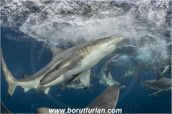 Aliwal shoal, Umkomaas, South Africa, Indian ocean, Carcharhinus limbatus, Carcharhinus, Carcharhinidae, Elasmobranchii, Oceanic blacktip shark, Shark, Fish