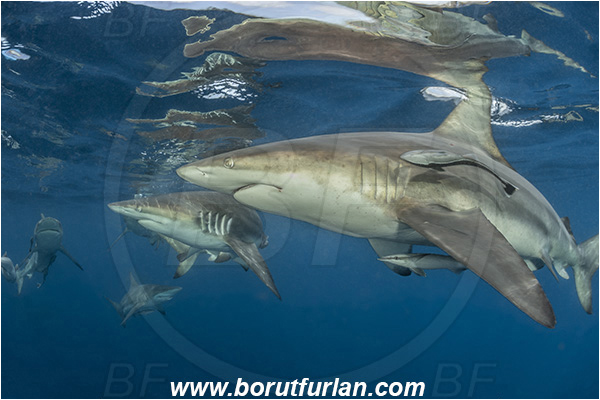Aliwal shoal, Umkomaas, South Africa, Indian ocean, Carcharhinus limbatus, Carcharhinus, Carcharhinidae, Elasmobranchii, Oceanic blacktip shark, Shark, Fish