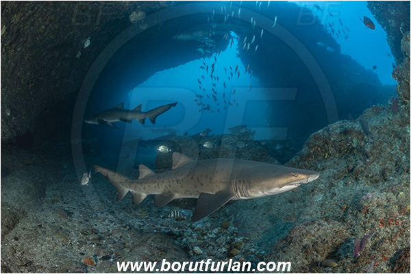 Aliwal shoal, Umkomaas, South Africa, Indian ocean, Carcharias taurus, Carcharias, Odontaspididae, Elasmobranchii, Sand tiger shark, Spotted ragged-tooth shark, Shark, Fish, Reef, Cave
