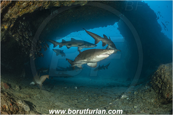 Aliwal shoal, Umkomaas, South Africa, Indian ocean, Carcharias taurus, Carcharias, Odontaspididae, Elasmobranchii, Sand tiger shark, Spotted ragged-tooth shark, Shark, Fish, Reef, Cave