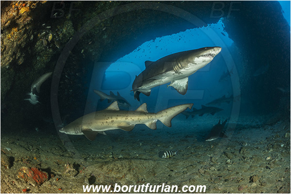 Aliwal shoal, Umkomaas, South Africa, Indian ocean, Carcharias taurus, Carcharias, Odontaspididae, Elasmobranchii, Sand tiger shark, Spotted ragged-tooth shark, Shark, Fish, Reef, Cave