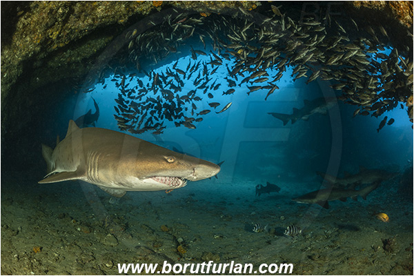 Aliwal shoal, Umkomaas, South Africa, Indian ocean, Carcharias taurus, Carcharias, Odontaspididae, Elasmobranchii, Sand tiger shark, Spotted ragged-tooth shark, Shark, Pomadasys striatus, Pomadasys, Haemulidae, Striped grunter, Grunter, Fish, Fish school, Reef, Cave