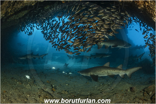 Aliwal shoal, Umkomaas, South Africa, Indian ocean, Carcharias taurus, Carcharias, Odontaspididae, Elasmobranchii, Sand tiger shark, Spotted ragged-tooth shark, Shark, Pomadasys striatus, Pomadasys, Haemulidae, Striped grunter, Grunter, Fish, Fish school, Reef, Cave