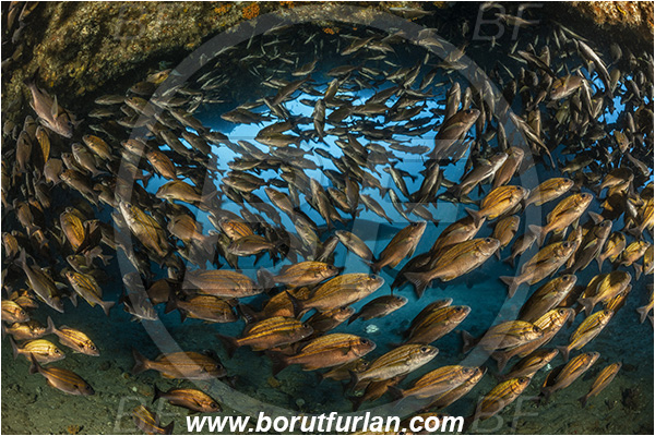 Aliwal shoal, Umkomaas, South Africa, Indian ocean, Pomadasys striatus, Pomadasys, Haemulidae, Striped grunter, Grunter, Fish, Fish school, Reef, Cave