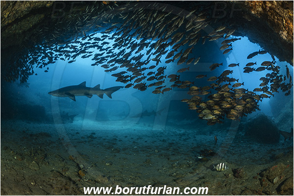 Aliwal shoal, Umkomaas, South Africa, Indian ocean, Carcharias taurus, Carcharias, Odontaspididae, Elasmobranchii, Sand tiger shark, Spotted ragged-tooth shark, Shark, Pomadasys striatus, Pomadasys, Haemulidae, Striped grunter, Grunter, Fish, Fish school, Reef, Cave