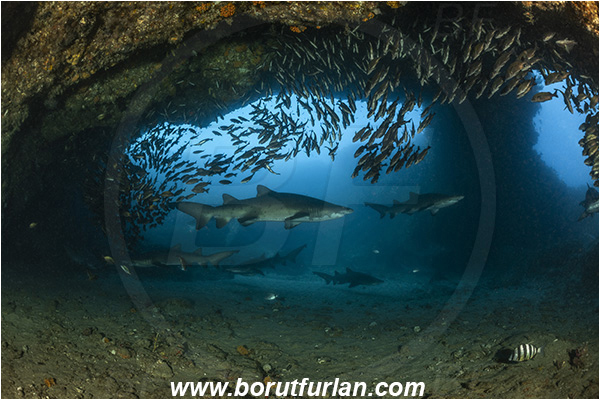 Aliwal shoal, Umkomaas, South Africa, Indian ocean, Carcharias taurus, Carcharias, Odontaspididae, Elasmobranchii, Sand tiger shark, Spotted ragged-tooth shark, Shark, Pomadasys striatus, Pomadasys, Haemulidae, Striped grunter, Grunter, Fish, Fish school, Reef, Cave