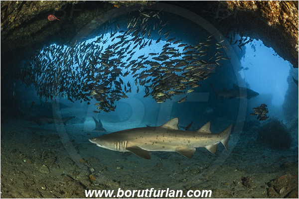 Aliwal shoal, Umkomaas, South Africa, Indian ocean, Carcharias taurus, Carcharias, Odontaspididae, Elasmobranchii, Sand tiger shark, Spotted ragged-tooth shark, Shark, Pomadasys striatus, Pomadasys, Haemulidae, Striped grunter, Grunter, Fish, Fish school, Reef, Cave
