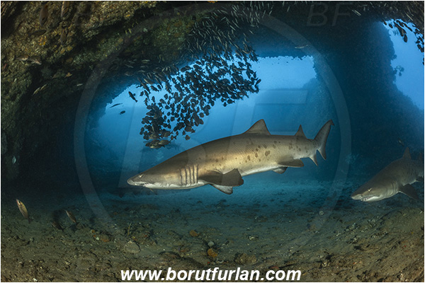 Aliwal shoal, Umkomaas, South Africa, Indian ocean, Carcharias taurus, Carcharias, Odontaspididae, Elasmobranchii, Sand tiger shark, Spotted ragged-tooth shark, Shark, Pomadasys striatus, Pomadasys, Haemulidae, Striped grunter, Grunter, Fish, Fish school, Reef, Cave