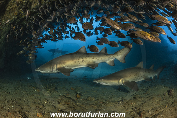 Aliwal shoal, Umkomaas, South Africa, Indian ocean, Carcharias taurus, Carcharias, Odontaspididae, Elasmobranchii, Sand tiger shark, Spotted ragged-tooth shark, Shark, Pomadasys striatus, Pomadasys, Haemulidae, Striped grunter, Grunter, Fish, Fish school, Reef, Cave