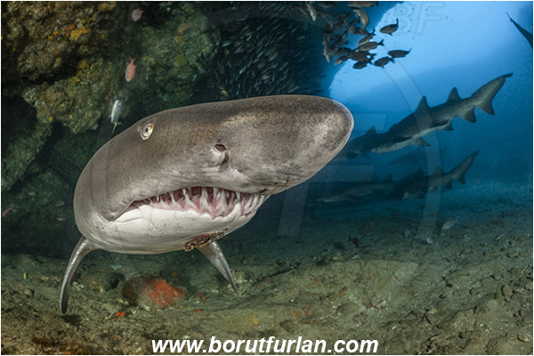 Aliwal shoal, Umkomaas, South Africa, Indian ocean, Carcharias taurus, Carcharias, Odontaspididae, Elasmobranchii, Sand tiger shark, Spotted ragged-tooth shark, Shark, Fish, Reef, Cave, Portrait