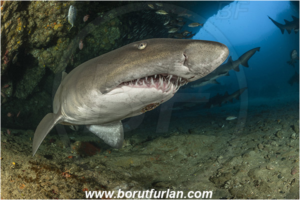 Aliwal shoal, Umkomaas, South Africa, Indian ocean, Carcharias taurus, Carcharias, Odontaspididae, Elasmobranchii, Sand tiger shark, Spotted ragged-tooth shark, Shark, Fish, Reef, Cave, Portrait