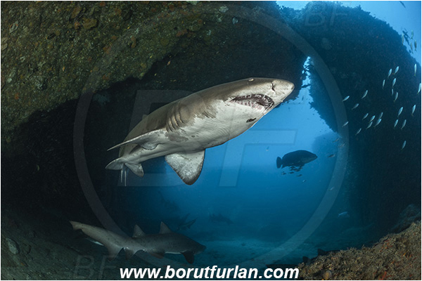 Aliwal shoal, Umkomaas, South Africa, Indian ocean, Carcharias taurus, Carcharias, Odontaspididae, Elasmobranchii, Sand tiger shark, Spotted ragged-tooth shark, Shark, Fish, Reef, Cave