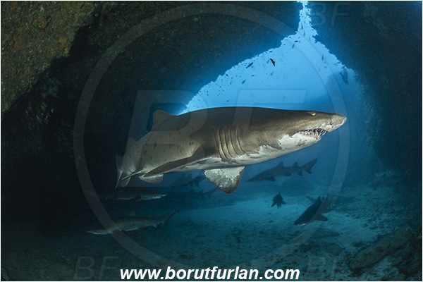 Aliwal shoal, Umkomaas, South Africa, Indian ocean, Carcharias taurus, Carcharias, Odontaspididae, Elasmobranchii, Sand tiger shark, Spotted ragged-tooth shark, Shark, Fish, Reef, Cave
