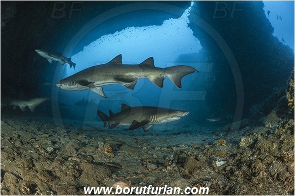 Aliwal shoal, Umkomaas, South Africa, Indian ocean, Carcharias taurus, Carcharias, Odontaspididae, Elasmobranchii, Sand tiger shark, Spotted ragged-tooth shark, Shark, Fish, Reef, Cave