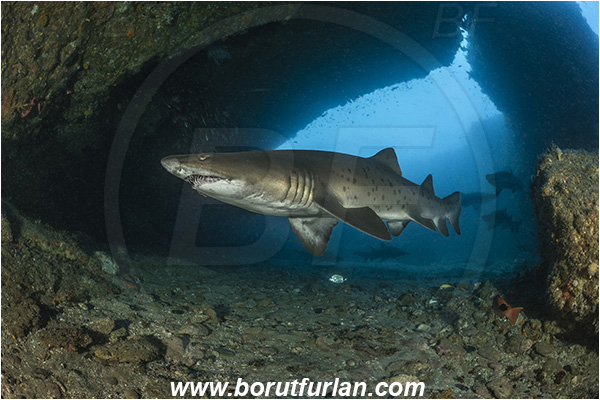 Aliwal shoal, Umkomaas, South Africa, Indian ocean, Carcharias taurus, Carcharias, Odontaspididae, Elasmobranchii, Sand tiger shark, Spotted ragged-tooth shark, Shark, Fish, Reef, Cave