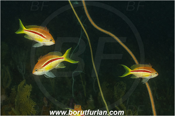 28 Fathom reef, Umkomaas, South Africa, Indian ocean, Pseudanthias fasciatus, Pseudanthias, Serranidae, One-stripe anthias, Anthias, Fish